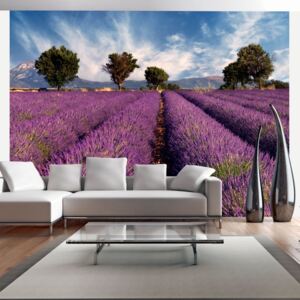 Fotótapéta Bimago - Lavender field in Provence, France + Ragasztó ingyen 200x154 cm
