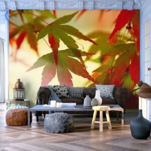 Fotótapéta Bimago - Colourful leaves + Ragasztó ingyen 200x154 cm