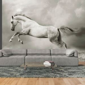 Fotótapéta Bimago - Wild Stallion + Ragasztó ingyen 250x193 cm