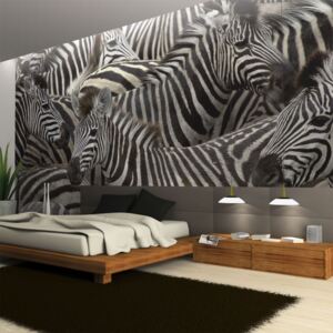 Fotótapéta Bimago - Herd of zebras + Ragasztó ingyen 200x154 cm
