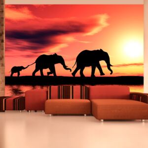 Fotótapéta Bimago - Elephants: Family + Ragasztó ingyen 200x154 cm