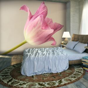 Fotótapéta Bimago - Pink tulip + Ragasztó ingyen 250x193 cm