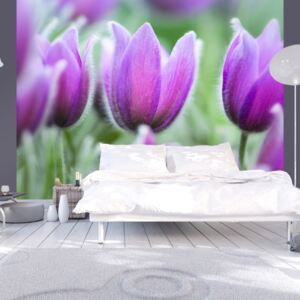 Fotótapéta Bimago - Purple spring tulips + Ragasztó ingyen 200x154 cm