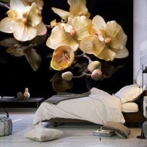 Fotótapéta Bimago - Orchids in ecru color + Ragasztó ingyen 200x154 cm
