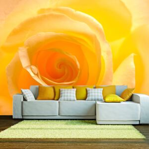 Fotótapéta Bimago - Yellow rose + Ragasztó ingyen 200x154 cm