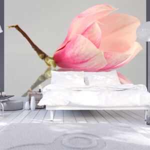 Fotótapéta Bimago - A lonely magnolia flower + Ragasztó ingyen 200x154 cm