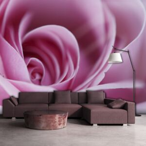 Fotótapéta Bimago - Pink rose + Ragasztó ingyen 200x154 cm