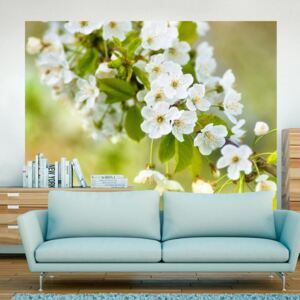 Fotótapéta Bimago - Beautiful delicate cherry blossoms + Ragasztó ingyen 200x154 cm