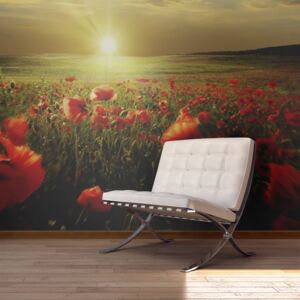 Fotótapéta Bimago - Morning on the poppy meadow + Ragasztó ingyen 450x270 cm
