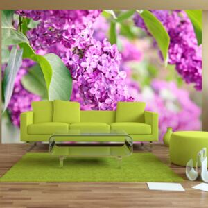 Fotótapéta Bimago - Lilac flowers + Ragasztó ingyen 400x280 cm