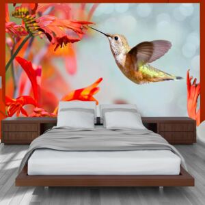 Fotótapéta Bimago - Hummingbird flight + Ragasztó ingyen 100x70 cm
