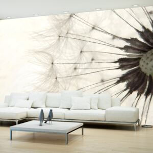 Fotótapéta Bimago - White Dandelion + Ragasztó ingyen 100x70 cm