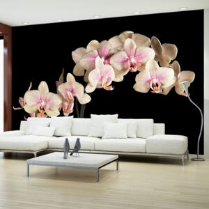 Fotótapéta Bimago - Blooming Orchid + Ragasztó ingyen 450x270 cm