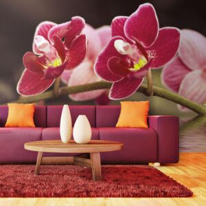 Fotótapéta Bimago - Beautiful Orchid Flowers On The Water + Ragasztó ingyen 450x270 cm