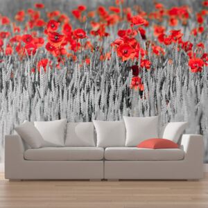 Fotótapéta Bimago - Red poppies on white and black background + Ragasztó ingyen 450x270 cm