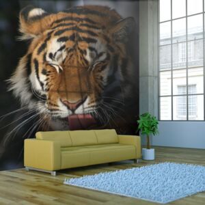Fotótapéta Bimago - Siberian Tiger + Ragasztó ingyen 200x154 cm