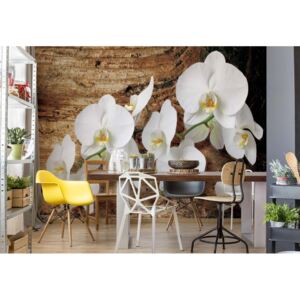Fotótapéta GLIX - Virágok Fehér Orchideák Fa Háttér Papír tapéta- 184x254 cm