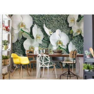 Fotótapéta GLIX - Virágok Fehér Orchideák Papír tapéta- 184x254 cm