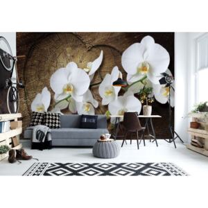 Fotótapéta GLIX - Virágok Fehér Orchideák Fa Háttér Papír tapéta - 254x184 cm