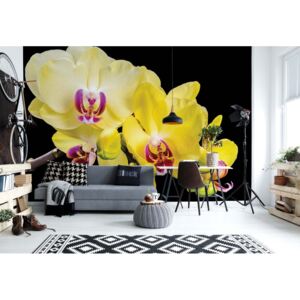 Fotótapéta GLIX - Sárga Orchidea Virágok Papír tapéta - 254x184 cm