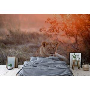 Fotótapéta GLIX - Sunset Lioness Nem szőtt tapéta - 104x70 cm