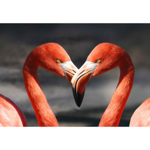 Üvegkép Love Flamingoes