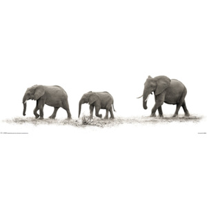 Mario Moreno - The Elephants Plakát, (30 x 91,5 cm)