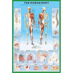 The human body Plakát, (61 x 91,5 cm)