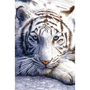White tiger Plakát, (61 x 91,5 cm)