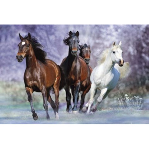 Running horses - bob langrish Plakát, (91,5 x 61 cm)