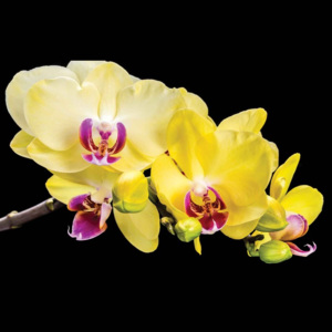 Orchid Flowers Tapéta, Fotótapéta, (254 x 184 cm)