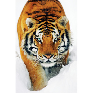 Tiger in the snow Plakát, (61 x 91,5 cm)