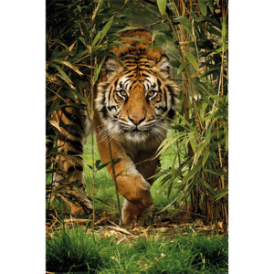 Plakát - Tigris bambuszban