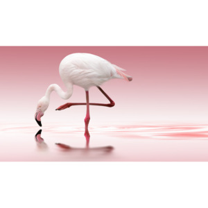 Exkluzív Művész Fotók Flamingo, Doris Reindl