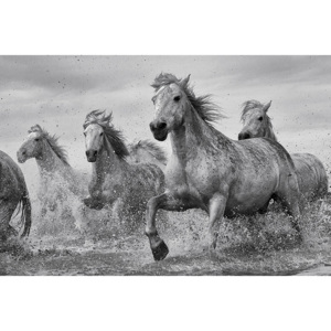 Lovak - Camargue Horses Plakát, (91,5 x 61 cm)