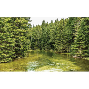 River Forest Nature Tapéta, Fotótapéta, (184 x 254 cm)
