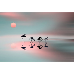 Exkluzív Művész Fotók Family flamingos, Natalia Baras