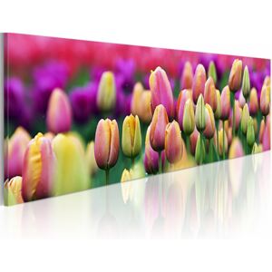 Vászonkép Bimago - Rainbow-hued tulips 120x40 cm
