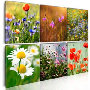 Vászonkép Bimago - Thousands of colors meadow 60x40 cm