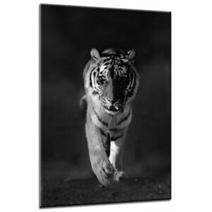 Üvegkép - Styler Tiger 70x100 cm