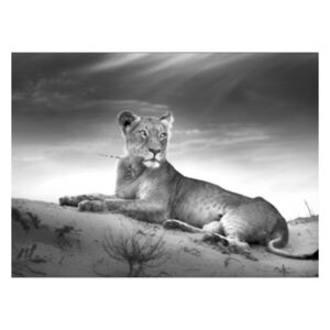 Üvegkép - Styler Lioness 100x70 cm