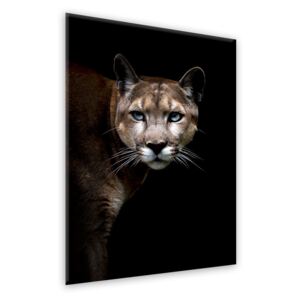 Üvegkép - Styler Cougar 70x100 cm