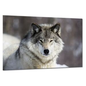 Üvegkép - Styler Wolf 120x80 cm