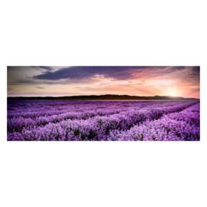 Lavender Field - üvegkép 125x50 cm