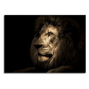Üvegkép - Styler Lion 100x70 cm