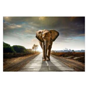 Üvegkép - Styler Elephant 120x80 cm