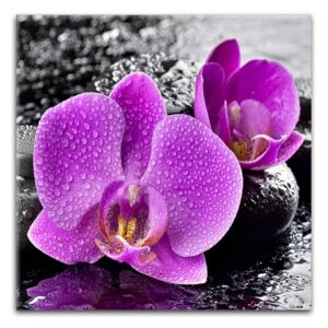 Üvegkép - Styler Orchid Pink 30x30 cm