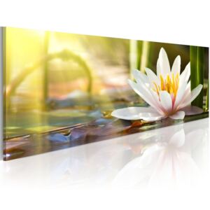 Vászonkép Bimago - Lotus' Glow 150x50 cm