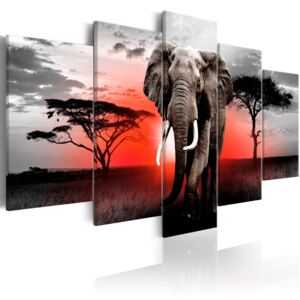 Vászonkép Bimago - Lonely Elephant 100x50 cm