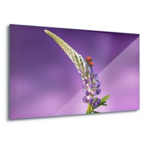 Üvegkép GLIX - Purple Meeting 60x40 cm